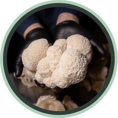 Verdant Leaf mushrooms