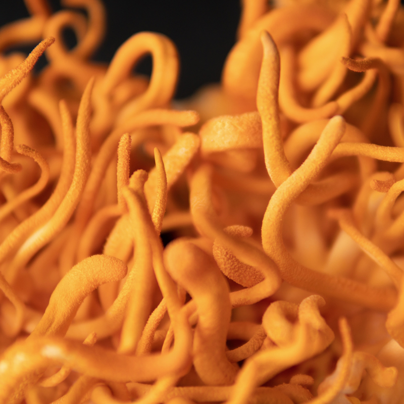 Closeup of orange tendrils of a Cordyceps mushroom