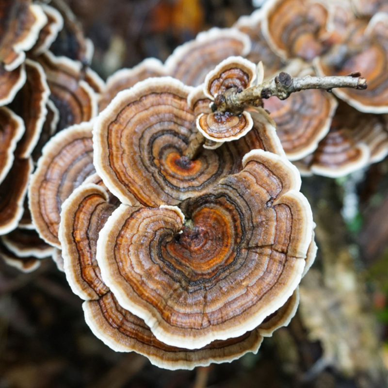A close up photo of a Turkey Tail mushroom with different shades of browns and reds, in rings like that of a tree's age rings 