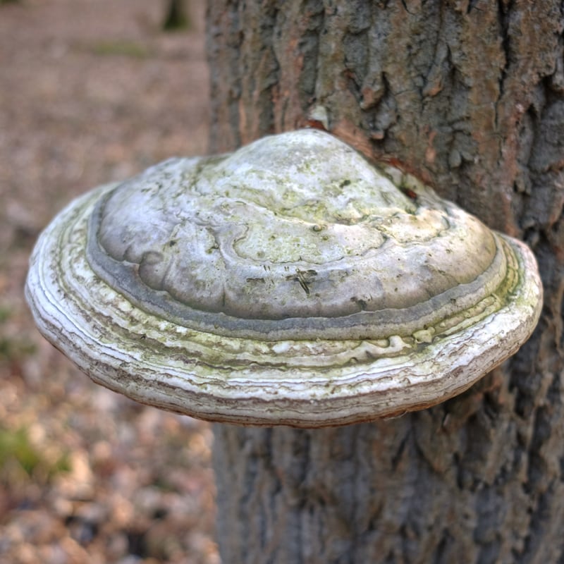 Agarikon mushroom growing on the side of a tree.